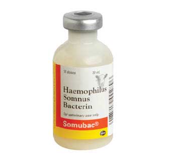 SOMUBAC® HAEMOPHILUS SOMNUS BACTERIN 10 DOSE