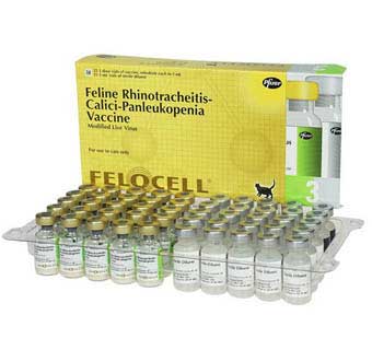 felocell 3 vaccine