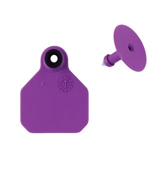 ALL-AMERICAN® 2-PIECE 1-STAR COMBO BLANK TAG MINI PURPLE 25/PKG