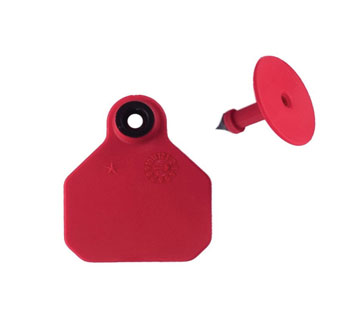 ALL-AMERICAN® 2-PIECE 1-STAR COMBO BLANK TAG MINI RED 25/PKG