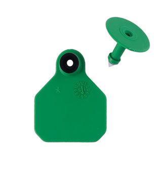 ALL-AMERICAN® 2-PIECE 1-STAR COMBO BLANK TAG MINI GREEN 25/PKG
