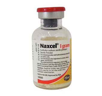 NAXCEL® 1 G 20 ML (RX)