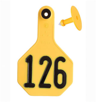 ALL-AMERICAN® 2-PIECE 3-STAR COMBO TAG MED 126-150 YELLOW 25/PKG