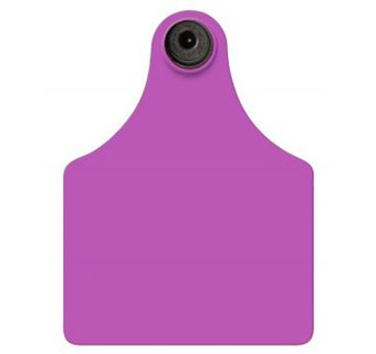 TAMPERPROOF™ MAXI FEMALE - BLANK - PURPLE - 25/BAG