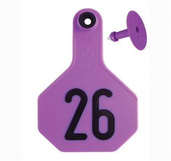 ALL-AMERICAN® 2-PIECE 3-STAR COMBO TAG MED 26-50 PURPLE 25/PKG