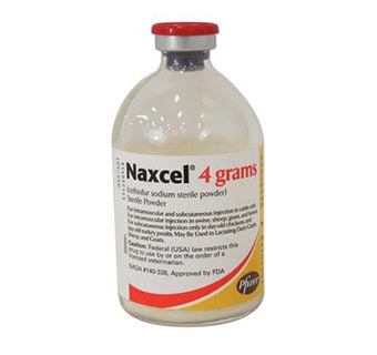 NAXCEL® 4 G 80 ML (RX)