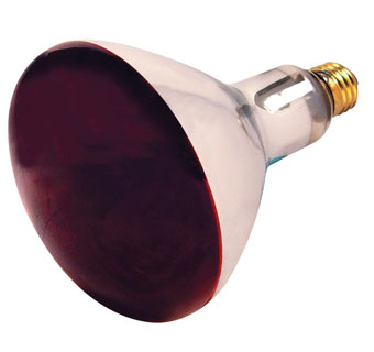 REFLECTOR INCANDESCENT HEAT LAMP RED GLASS R40 250 W