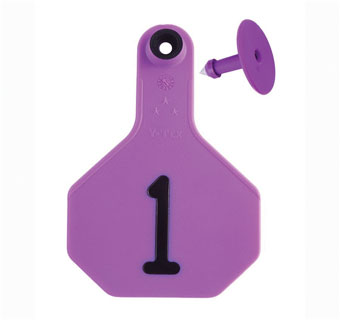 ALL-AMERICAN® 2-PIECE 3-STAR COMBO TAG MED 1-25 PURPLE 25/PKG