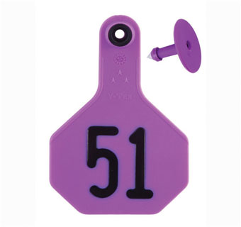 ALL-AMERICAN® 2-PIECE 3-STAR COMBO TAG MED 51-75 PURPLE 25/PKG