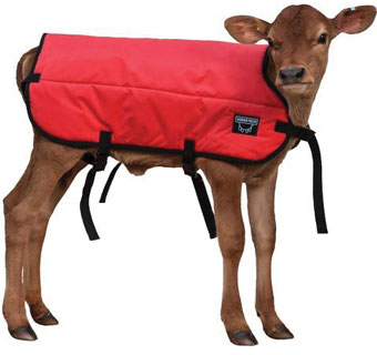 SINGLE INSULATION CALF BLANKET S 26 IN L RED