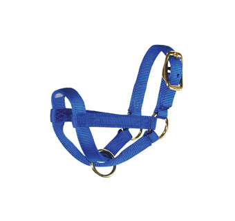 HAMILTON® GH BY NYL DELUXE FIGURE EIGHT BILLY HALTER 3/4 IN BLUE