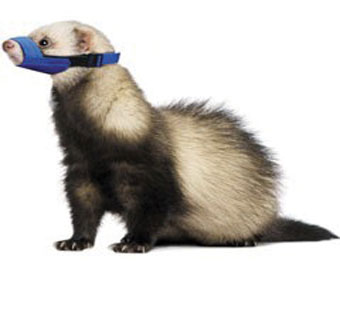 FERRET QUICK MUZZLE ONE SIZE FIT ALL BLUE NYLON