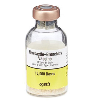 B1 TYPE NEWCASTLE-BRONCHITIS VACCINE 10000 DS
