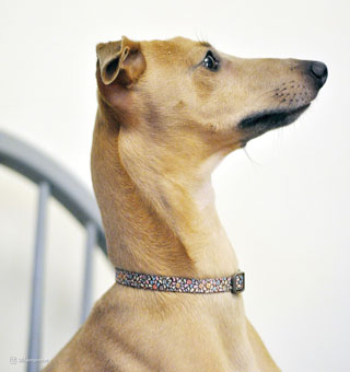 STYLES 06921 ADJ DOG COLLAR NYLON L 18 - 26 IN X 1 IN OUTREACH