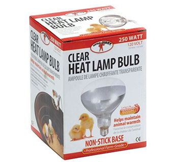 CLEAR BULB FOR BROODER LAMP - 250 WATT - 12/PKG