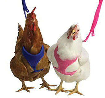 756 XS BANTHAM/PULLET CHICKEN MESH HARNESS 11 - 15 IN HOT PINK