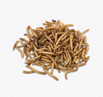 MEALWORM MUNCHIES® CHICKEN SNACK TREAT 50% PROTEIN 20% FAT 5 LB
