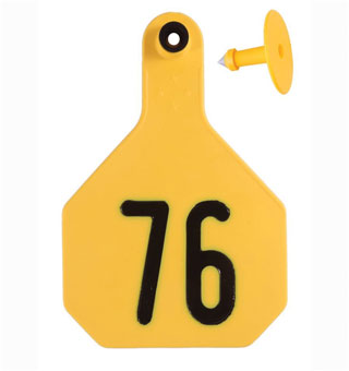 ALL-AMERICAN® 2-PIECE 4-STAR COMBO TAG LASER L 76-100 YELLOW 25/PKG