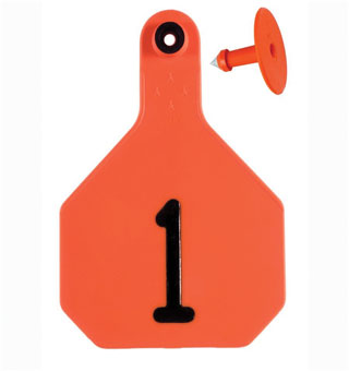 ALL-AMERICAN® 2-PIECE 4-STAR COMBO TAG LASER L 1-25 ORANGE 25/PKG