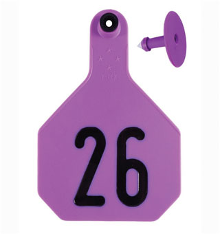 ALL-AMERICAN® 2-PIECE 4-STAR COMBO TAG LASER L 26-50 PURPLE 25/PKG