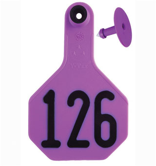 ALL-AMERICAN® 2-PIECE 3-STAR COMBO TAG MED 126-150 PURPLE 25/PKG