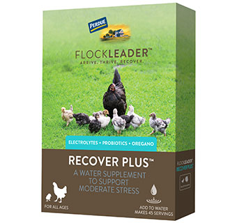 FLOCKLEADER™ RECOVER PLUS™ POULTRY SUPPLEMENT 8 OZ 1/PKG