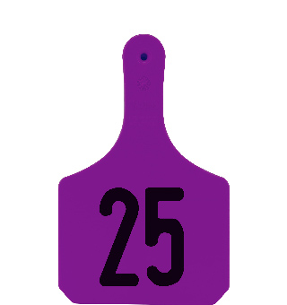 Y-TAG ONE-PIECE COW EAR TAG PURPLE PRENUMBERED 1-25 25/PKG