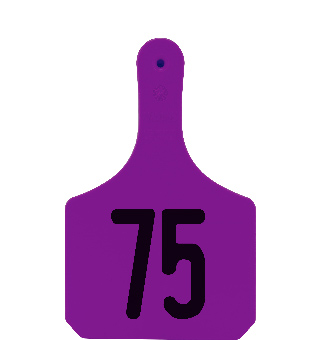 Y-TAG ONE-PIECE COW EAR TAG PURPLE PRENUMBERED 51-75 25/PKG