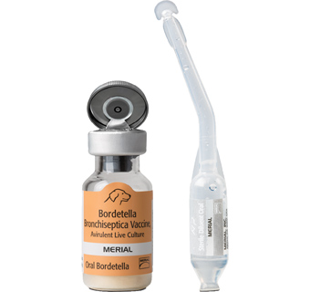 RECOMBITEK ORAL BORDETELLA K9 25X1DS (SOLD IN HAWAII ONLY)