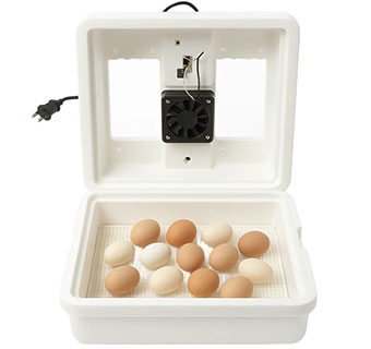 LITTLE GIANT® DIGITAL EGG INCUBATOR WITH CIRCULATED FAN MODEL 10500