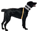 Protective Collars and Muzzles